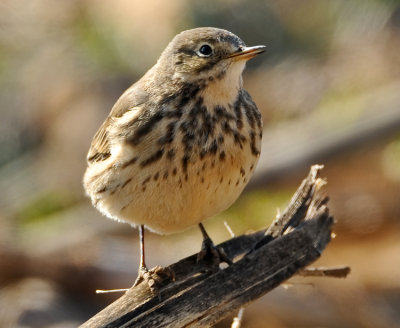 AMERICAN PIPIT