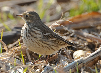 AMERICAN PIPIT