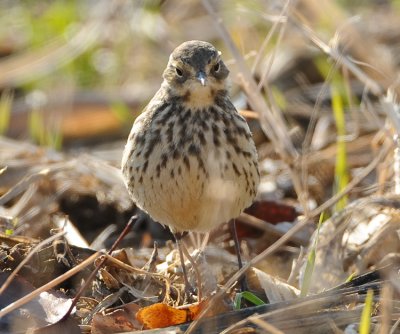 AMERICAN PIPIT