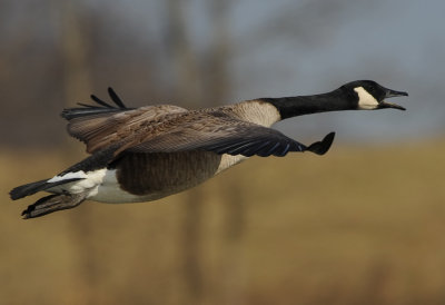 CANADA GOOSE