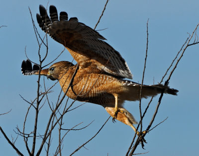 RED-SHOULDERED HAWK