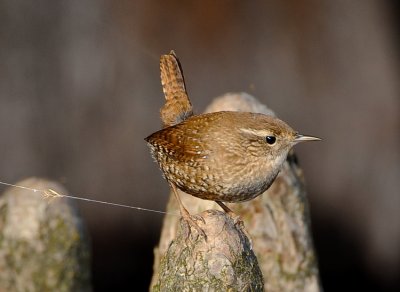 WINTER WREN