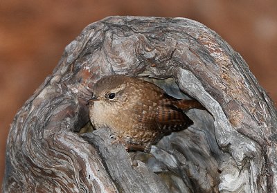 WINTER WREN