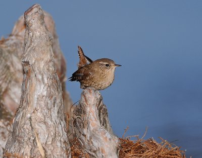 WINTER WREN