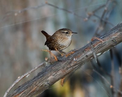 WINTER WREN