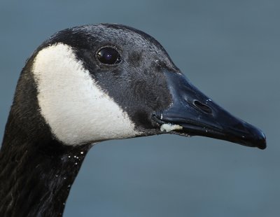 CANADA GOOSE