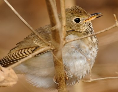 HERMIT THRUSH