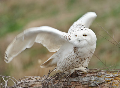 SNOWY OWL