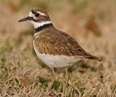 KILLDEER