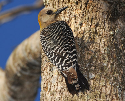 HOFFMANN'S WOODPECKER