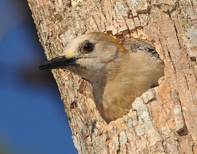 HOFFMANN'S WOODPECKER