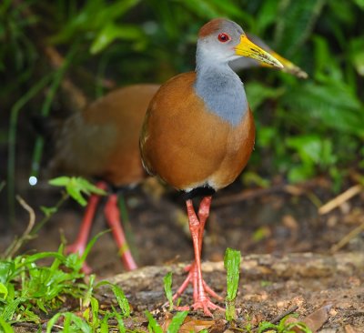 GRAY-NECKED WOOD-RAILS