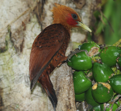 CHESTNUT-COLORED WOODPECKER