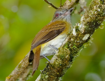 BRIGHT-RUMPED ATTILA