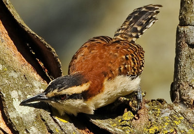 RUFOUS-NAPED WREN