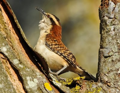 RUFOUS-NAPED WREN