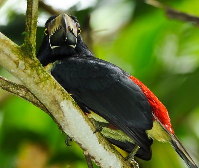 COLLARED ARACARI