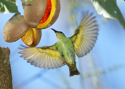 RED-LEGGED HONEYCREEPER