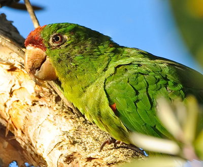 CRIMSON-FRONTED PARROT