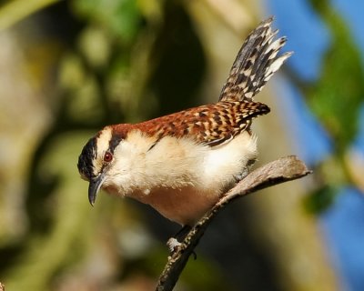 RUFOUS-NAPED WREN