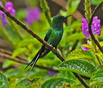 GREEN THORNTAIL