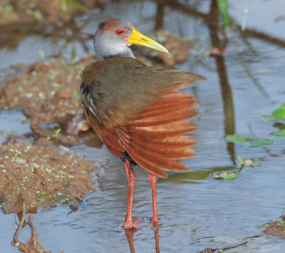 GRAY-NECKED WOOD-RAIL