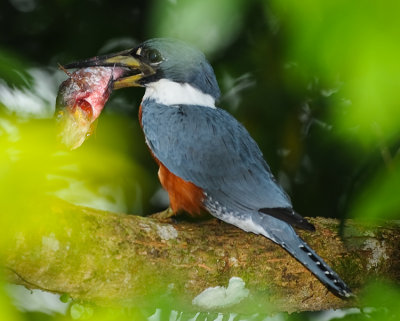 RINGED KINGFISHER