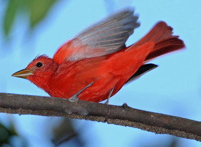 SUMMER TANAGER