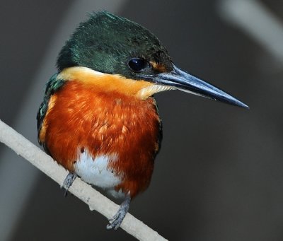 AMERICAN PYGMY KINGFISHER