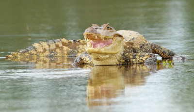 AMERICAN CROCODILE