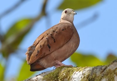 RUDDY GROUND-DOVE