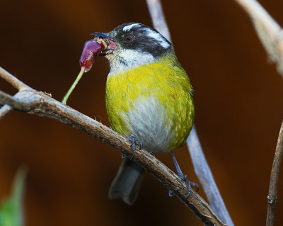 SOOTY-CAPPED BUSH-TANAGER