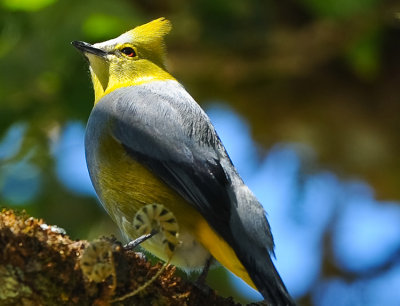 LONG-TAILED SILKY-FLYCATCHER