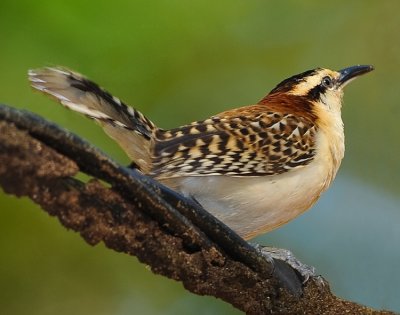 RUFOUS-NAPED WREN