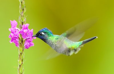 VIOLET-HEADED HUMMINGBIRD