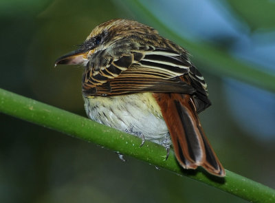 STREAKED FLYCATCHER