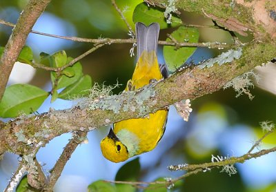 SILVER-THROATED TANAGER