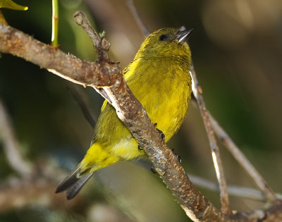 YELLOW-BELLIED SISKIN