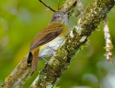 BRIGHT-RUMPED ATTILA