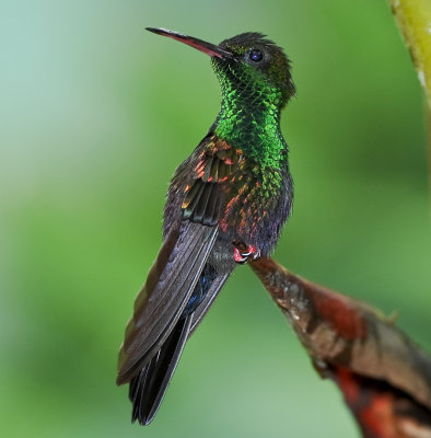 BRONZE-TAILED PLUMELETEER