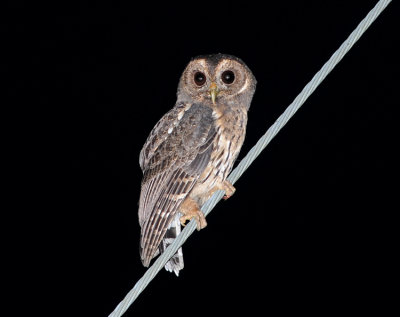 MOTTLED OWL