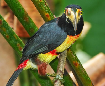 COLLARED ARACARI
