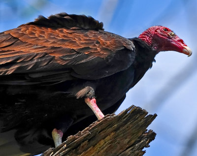 TURKEY VULTURE