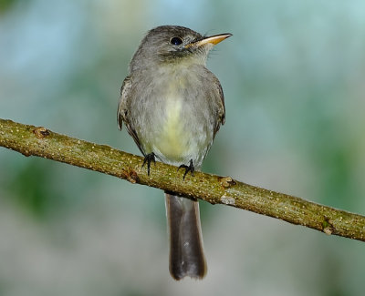 TROPICAL PEWEE