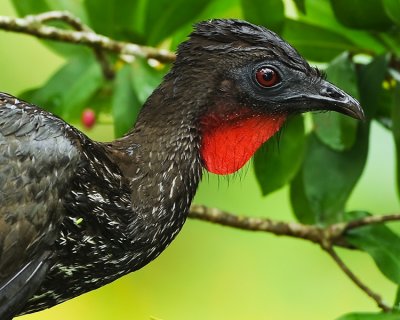 CRESTED GUAN