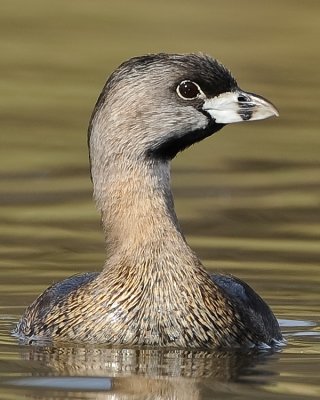 PIED-BILLED GREBE