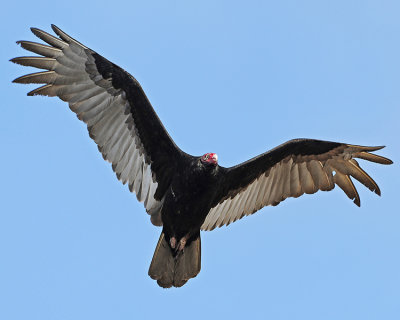 TURKEY VULTURE