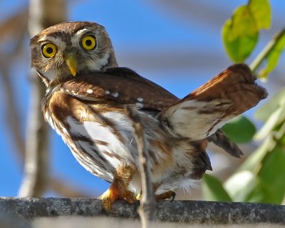 FERRUGINOUS PYGMY-OWL