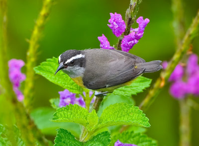 BANANAQUIT