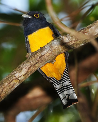 VIOLACEOUS TROGON